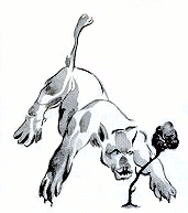 Un tigre tenté de manger la fleur