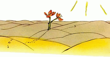 Une petite fleur au milieu du désert
